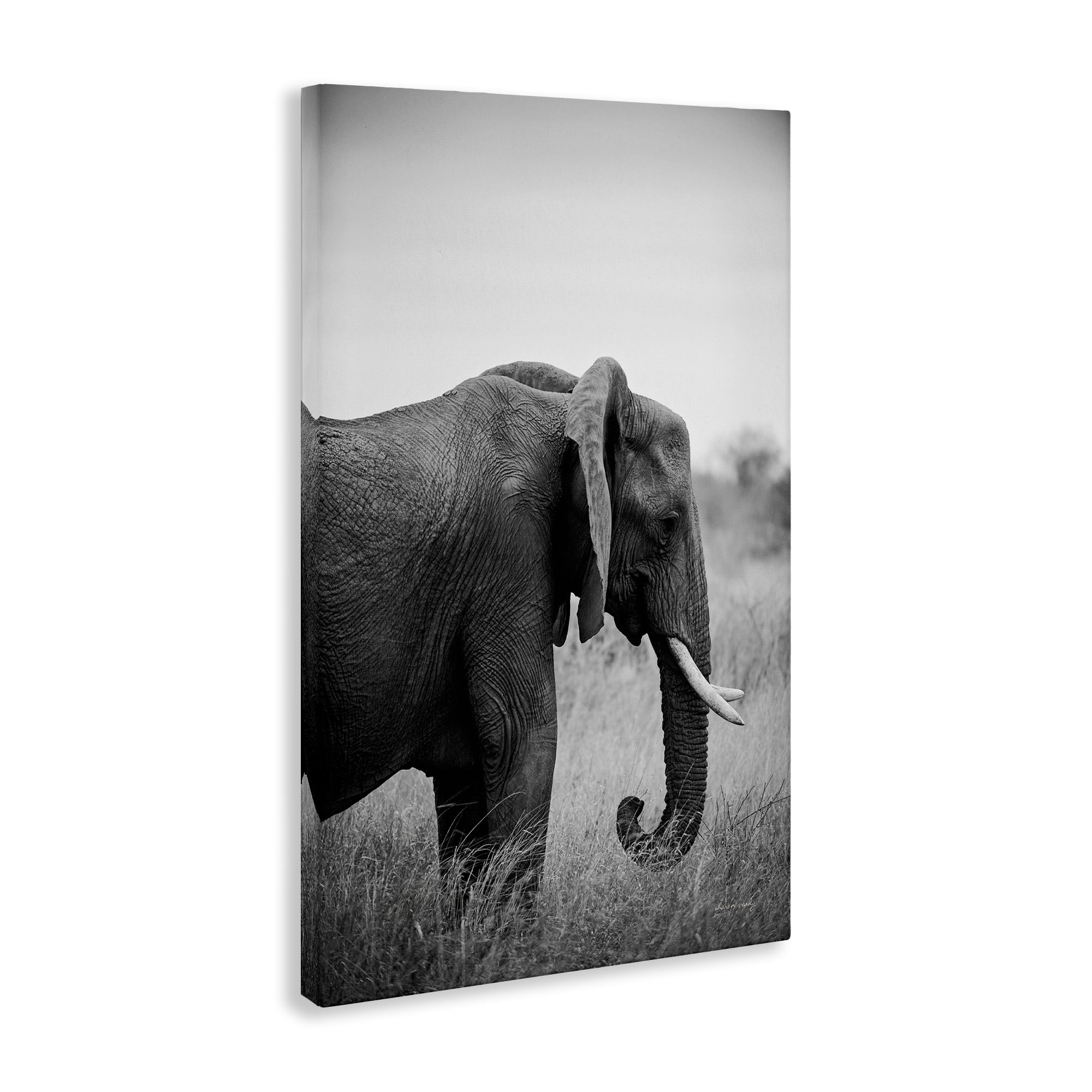 Stupell Industries Side Profile Elephant Animals Photography Wrapped Canvas Art Print Wall Art, 16 x 24
