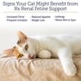 thumbnail image 3 of Rx Vitamins Renal Feline Beadlets - Cat Kidney Support with Astragalus Root and Milk Thistle for Cats - Supports Kidney and Immune Health in Cats - 3.52oz, 3 of 6