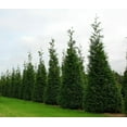 Thuja Arborvitae Green Giant Live Quart Size Trees Evergreen