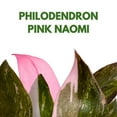 thumbnail image 2 of BubbleBlooms Philodendron Pink Naomi 4 inch Pink Princess, 2 of 9