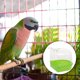 thumbnail image 4 of GOOHOCHY Caja creativa de baños de pájaros recipiente de ducha de plástico accesorio de jaula de aves, 4 of 8