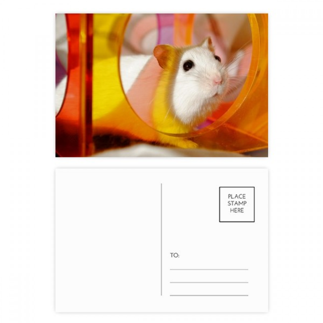 Rata Blanca animal mascota juego juguetes Set cumpleaños gracias tarjeta postal correo lado 20pcs