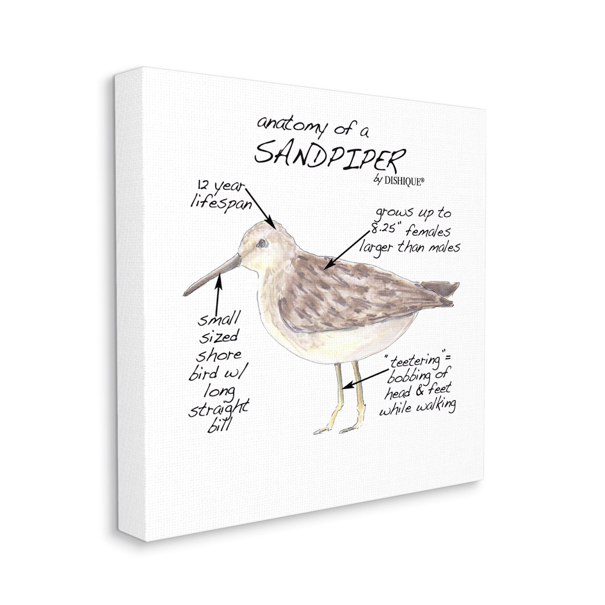 Stupell Industries Sandpiper Beach Bird Wildlife Learning Facts Chart Graphic Art Gallery Wrapped Canvas Print Wall Art, Design by Dishique