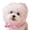 Pink, variant on Anti Eating Cover for Small Dog and Cats Dogs Head Protector Cat Face Guard Head Net Mesh Snood Prevent Foxtails Thorns Sticks Rocks