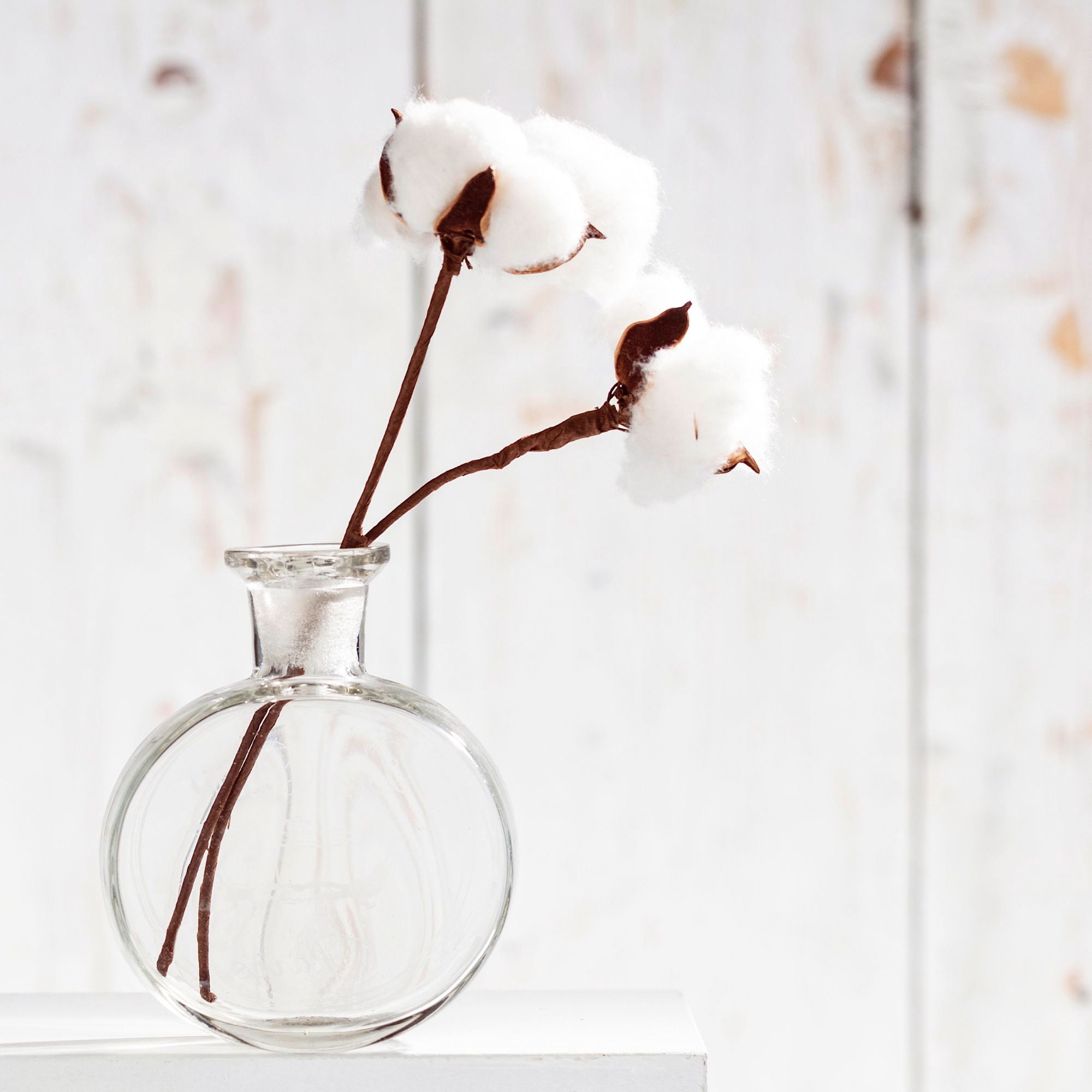 ProFlora Small White Indoor Cotton Stem, 1 Piece Artificial Flowers