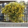 thumbnail image 3 of Carolina Jasmine  2 Large Gallon Size Plants  Gelsemium Sempervirens Jessamine  Fragrant Blooming Vine Foliage, 3 of 8