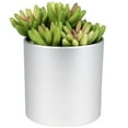 thumbnail image 2 of Northlight 4.75" Potted Red and Green Artificial Sedum Succulent, 2 of 6