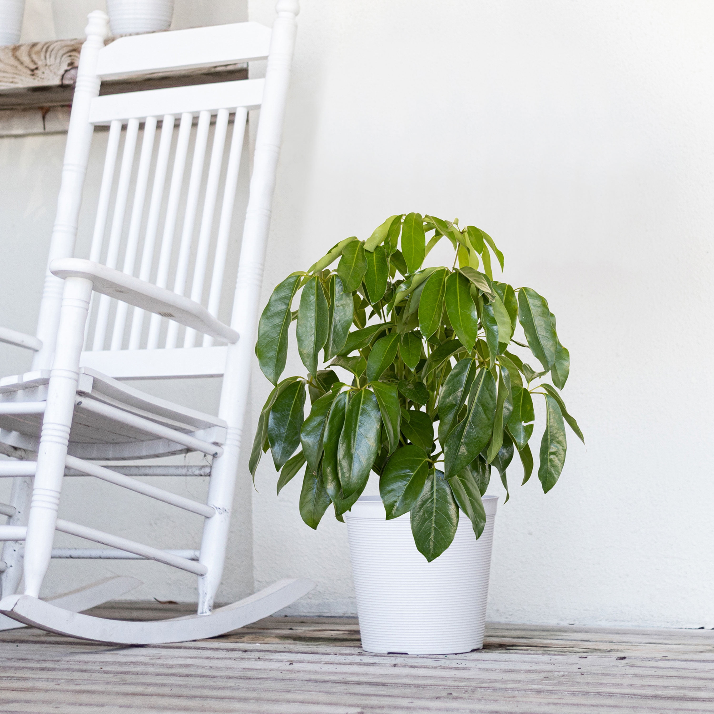 United Nursery Live Schefflera Amate Plant 24-34 inches Tall in 9.25-inch Grower Pot