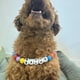 thumbnail image 2 of Collar de Cuentas Personalizado para Perro, Collar ExtraíBle, Bonitos Collares de Cuentas de Colores para Mascotas, Collar de IdentificacióN para Perros., 2 of 5