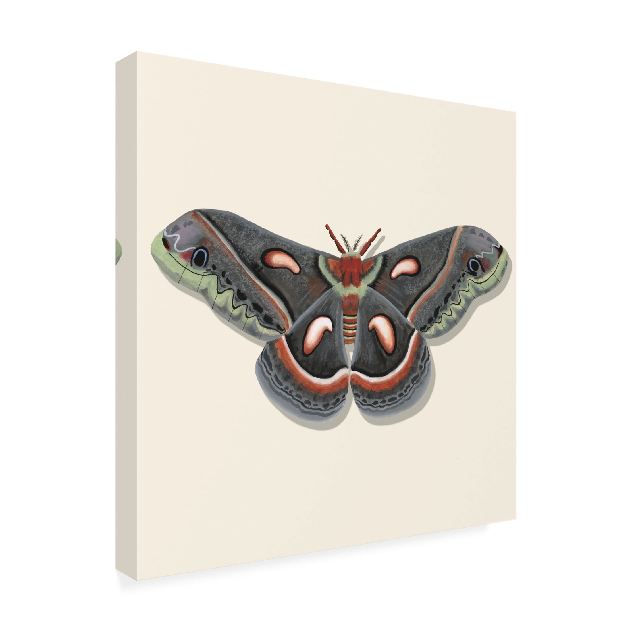 Canvas Wall Art - Michael Willett 'Watercolor Moths III' Wall Art for Living Room, Bedroom, or Office Décor by Trademark Fine Art - 35 x 35 Inches