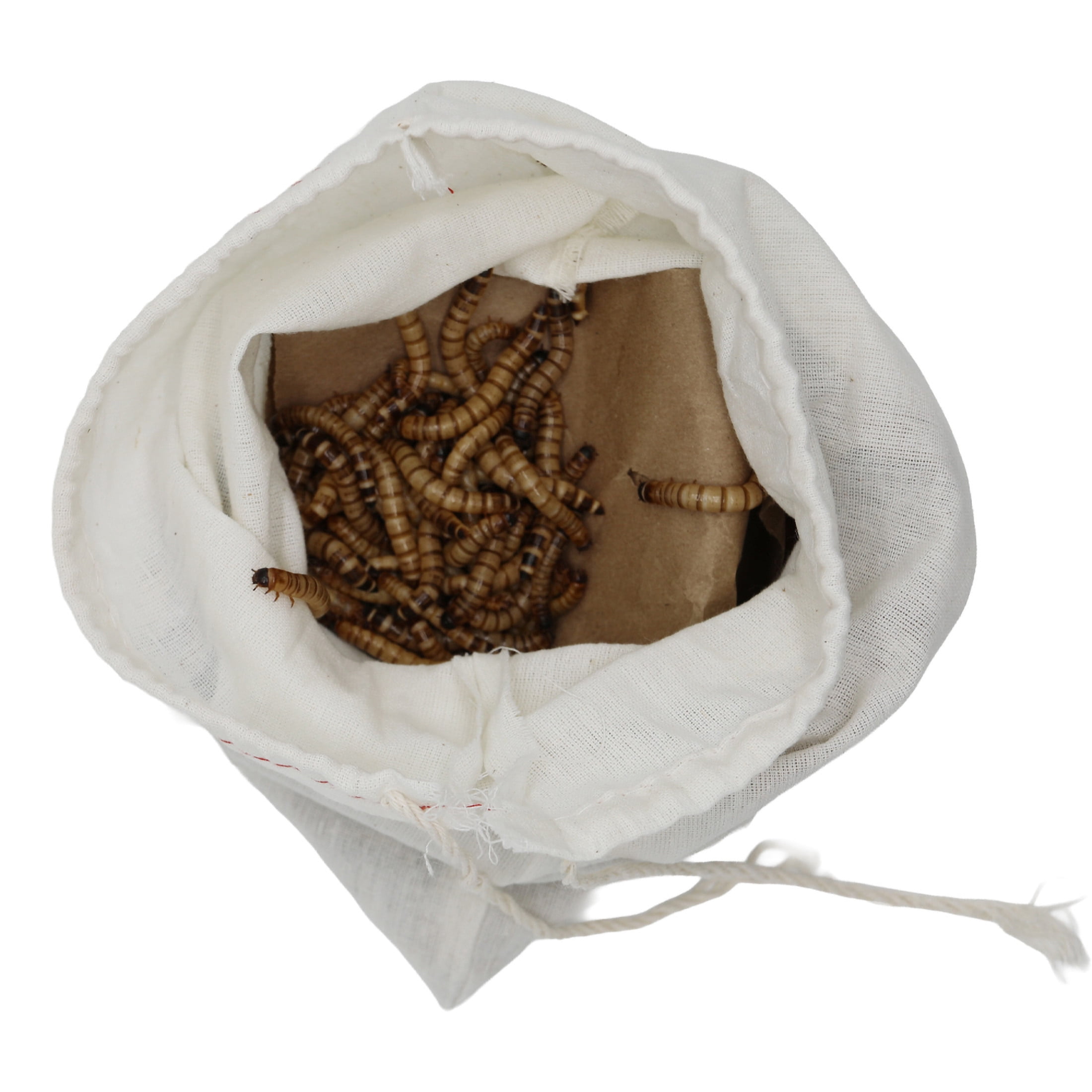 ReptiCulture Superworm 250 ct
