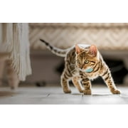 Tabcat v2 Pet Cat/Kitten Tracker – New Longer Range & Smaller Tags, More Accurate than GPS