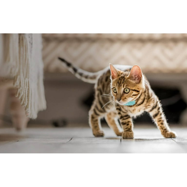 Tabcat v2 Pet Cat Kitten Tracker New Longer Range Smaller Tags