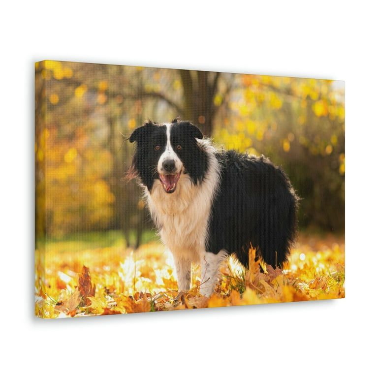 Majestic Border Collie Art Majestic Border Collie Print Animal Wall Art Wildlife Canvas Prints Wall Art Ready to Hang Unframed Walmart