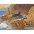 thumbnail image 2 of Archibald Thorburn 14x12 Black Ornate Wood Framed Double Matted Museum Art Print Titled: Grey and Harbour Seals at Rest (1912), 2 of 5