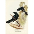 thumbnail image 2 of Gould, John 17x24 Black Ornate Wood Framed with Double Matting Museum Art Print Titled - Keraudrens Crow-Shrike-Manucodia Keraudreni, 2 of 4