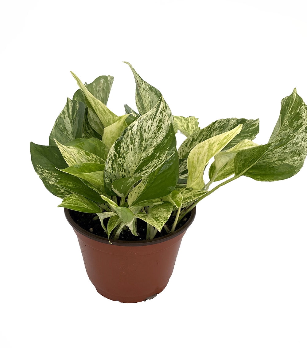 Marble Queen Devil