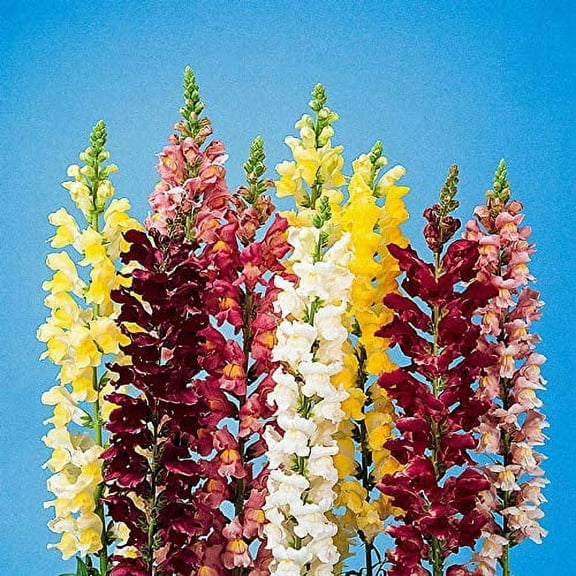 250  Snapdragon Seeds for Planting | Exotic Garden Flowers | Made in USA, Ships from Iowa.