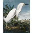 thumbnail image 2 of Audubon, John James 15x17 Black Ornate Wood Framed with Double Matting Museum Art Print Titled - Snowy Heron, 2 of 4