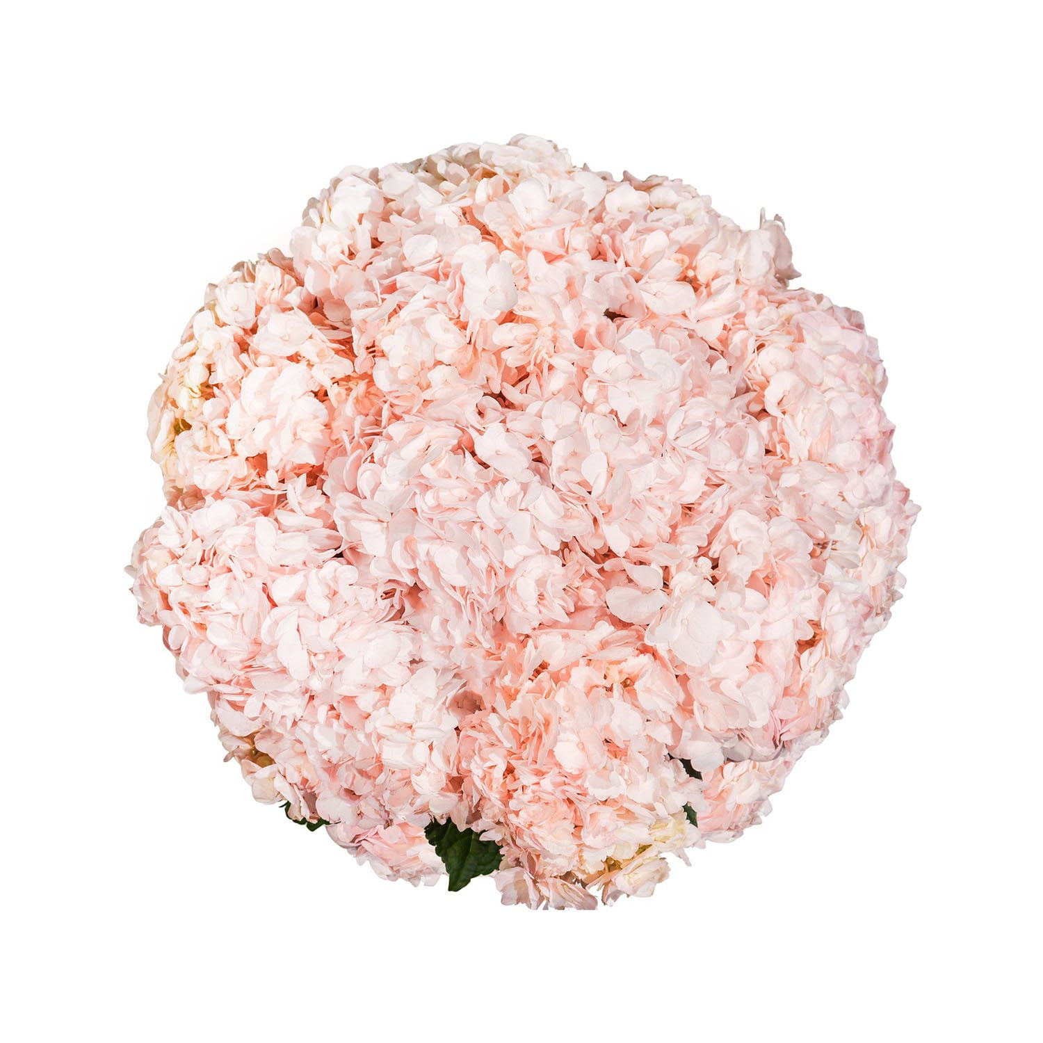 ☆hydrangea☆さま 専用です ☆hydrangea☆さま 専用です 5thアニバーサリー フレグランス