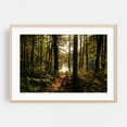 thumbnail image 2 of In the Woods at Puffers Pond, Amherst 02 - Amherst Massachusetts Photography Forest Nature Woodland Scenic Lake Sunset Wilderness Unframed Wall Art Print 20 x 30 inches, 2 of 7
