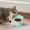 ♥Light Blue_Base#508, variant on Tilted Elevated Cat Dog Food Bowl | Anti-Vomiting Raised Pet Dish | Ergonomic Tilt Angle | Promotes Digestion | Non-Slip Recycled Plastic | Includes 1 | High-Rise Design