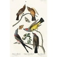 thumbnail image 2 of Audubon, John James 22x32 Black Ornate Wood Framed with Double Matting Museum Art Print Titled - Arkansaw Flycatcher, Swallow-Tailed Flycatcher and Says Flycatcher, 2 of 4