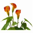 thumbnail image 3 of Artificial Flower Plants Calla Lily Faux Potted Plant, 3 of 5