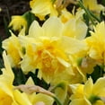 thumbnail image 4 of Dick Wilden Daffodil Flower Bulbs - 10 Bulbs per Pack - Deer Resistant - Good as Cut Flowers - Grows Well In Containers - Perennializing - Easy to Grow Live Plants - Outdoor Garden, 4 of 7