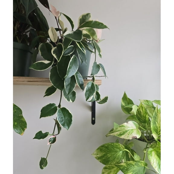 6 inch Pot - XL Live Plant Hoya Carnosa Get similar to the picture