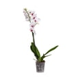 thumbnail image 5 of Orquidea Phalenopsi varios colores 1 pieza 70 cm, 5 of 5