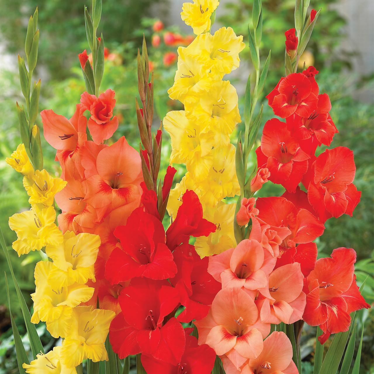 Large flowering Mix Гладиолус