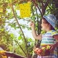 thumbnail image 4 of QARUN 60 Pack Yellow Sticky Traps for Gnats, Fruit Fly Traps, Fungus Gnat Traps for Indoor Use, 4 of 7
