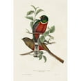 thumbnail image 3 of Gould, John 13x18 Black Modern Framed Museum Art Print Titled - Elegant Trogons I, 3 of 5