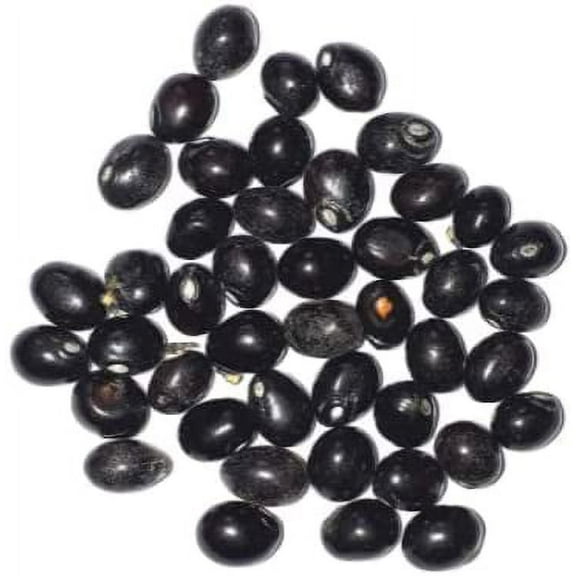 Original Black Chirmi | Gurivinta Beads | Mahakali Gunja Beads For Puja - 51 Piece for Laxmi Pooja, Wealth and Prosperity