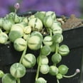 thumbnail image 2 of Senecio Rowleyanus, Variegated, String Of Pearls - Pot Size: 3" (2.6x3.5") - Colorful Foliage, Houseplants, 2 of 3