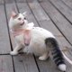 thumbnail image 2 of Correa Ajustable Para Arnés De Gato, Lindo Arnés De Chaleco Para Gato Con Alas De ángel Con Cuerda De Tracción De 1,5 M/4,9 Pies Para Gatito Material De, 2 of 8