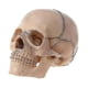 thumbnail image 1 of Modelo Anatómico de Cráneo Humano Desmontado 4D YONGSHENG, 1 of 2