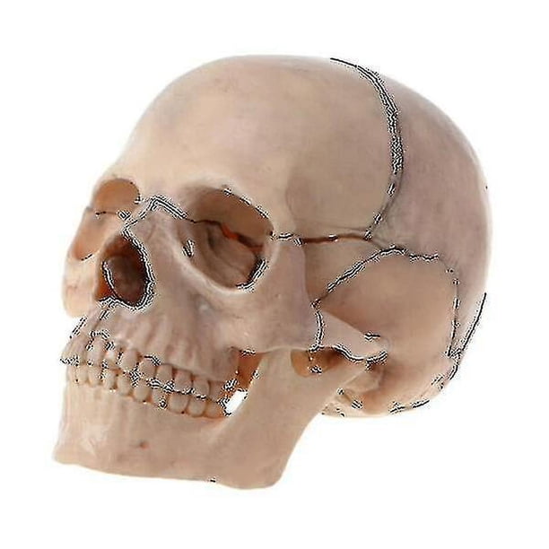 Modelo Anatómico de Cráneo Humano Desmontado 4D YONGSHENG