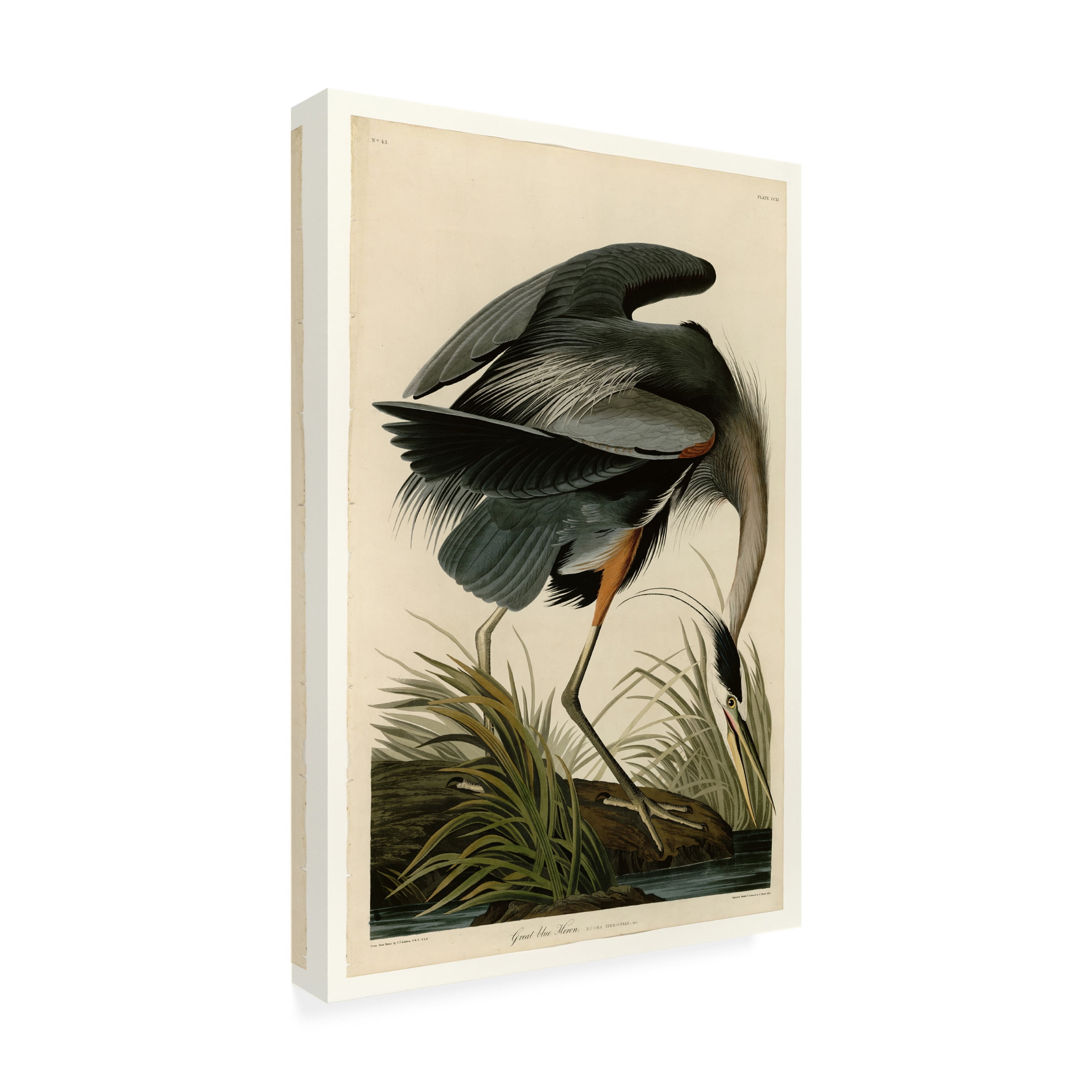 John James Audubon 'Great Blue Heron' Canvas Art