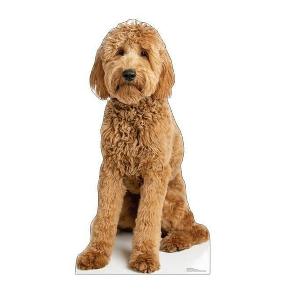 48 x 25 in. Goldendoodle Life-Size Cardboard Cutout