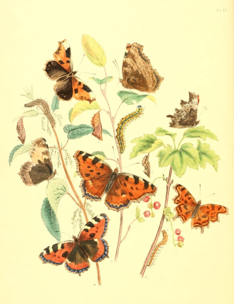 British Butterflies