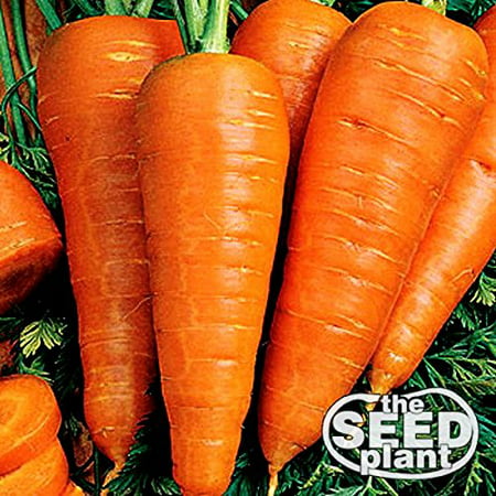 The Dirty Gardener Danvers Half Long Carrots, 1,000 (Best Way To Grow Carrots From Seed)