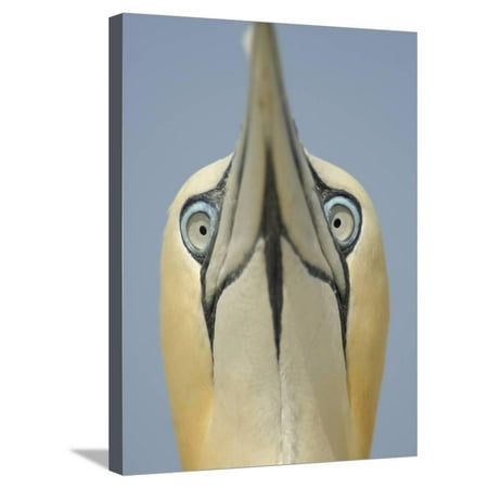 Close Up of the Head of a Northern Gannet During Sky Pointing Courtship Display, Scotland, UK Stretched Canvas Print Wall Art By Solvin
