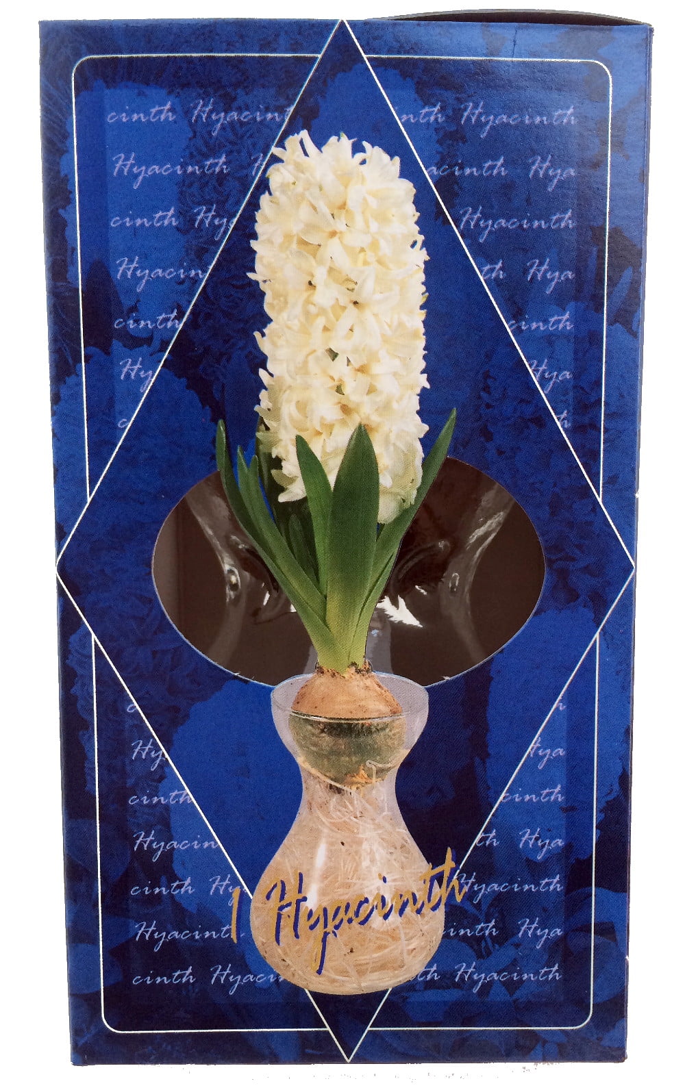 Clear Glass Hyacinth Vase + White Hyacinth Bulb