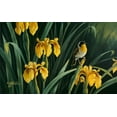 thumbnail image 2 of Goebel, Wilhelm 18x13 Black Ornate Wood Framed with Double Matting Museum Art Print Titled - Yellow Flags And Yellowthroat, 2 of 4