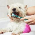 thumbnail image 5 of Cepillo de dientes de plástico de 3 caras para mascotas, eliminador de sarro de mal aliento, cuidado Dental para gatos, 5 of 5