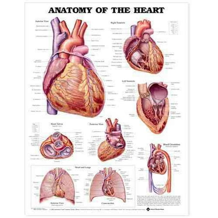 Anatomy Of The Heart Chart: (unmounted)