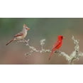 thumbnail image 2 of Jones, Adam 18x12 Gold Ornate Wood Framed with Double Matting Museum Art Print Titled - Male and female Northern Cardinals Rio Grande Valley-Texas, 2 of 4