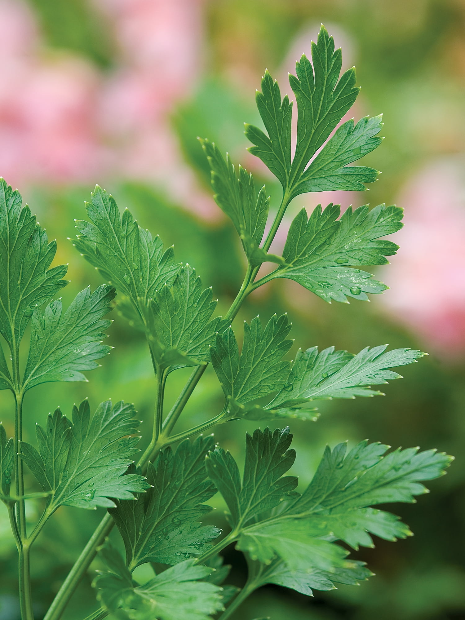 Burpee Plain or Single Italian Parsley Perennial Herb Seed, 1-Pack, Full Sun